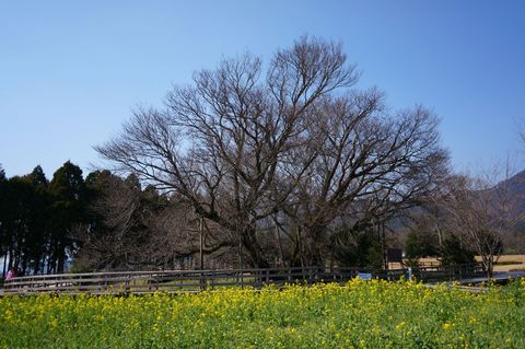 DSC00600.jpg